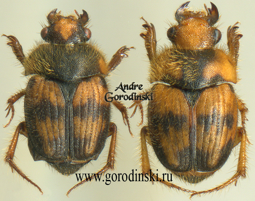 http://www.gorodinski.ru/scarabs/Ochodaeus sp..jpg